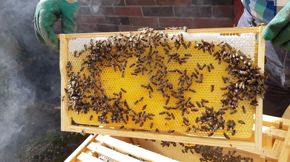 Schwarz-gelber Wachstumsbereich: Bis zu 60.000 Bienen summten in diesem Sommer rund um die Stöcke, um sich am Evonik-Standort Darmstadt einzuleben und ausreichend Futter (Tracht) für den Winter einzulagern.