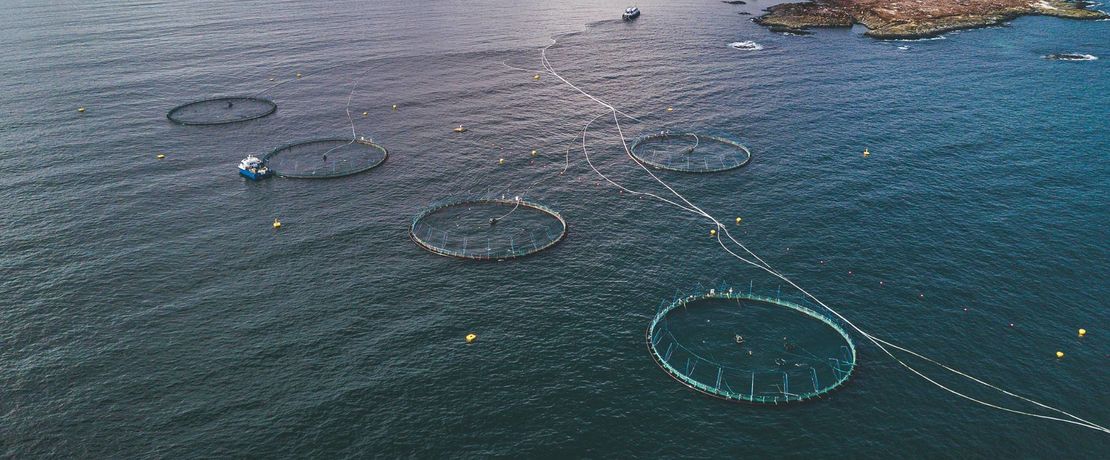 Der Fischverzehr steigt weltweit. Der
wachsende Bedarf wird zunehmend aus
Aquakulturen bedient.