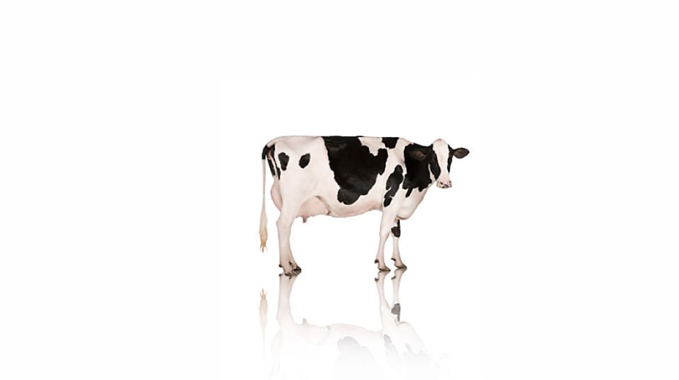 Mepron®: Wir steigern die Produktivität von Milchkühen.