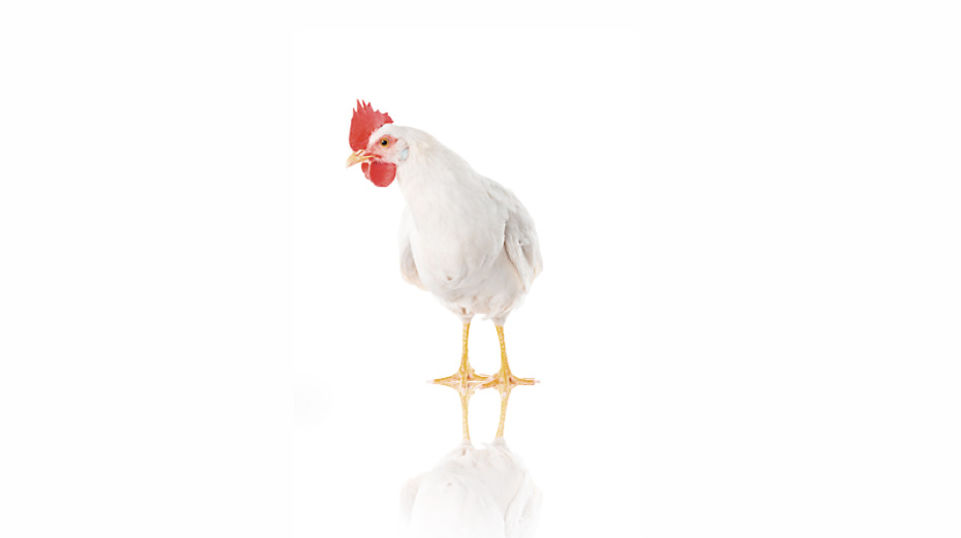 AMINONIR®: Wir helfen bei der Qualitätssicherung von Tierfutter.