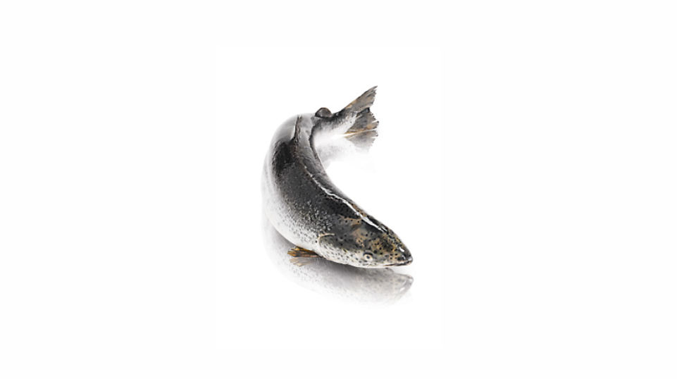 DL-Methionine for AquacultureTM: Wir reduzieren den Einsatz von Fischmehl in der Aquakultur.