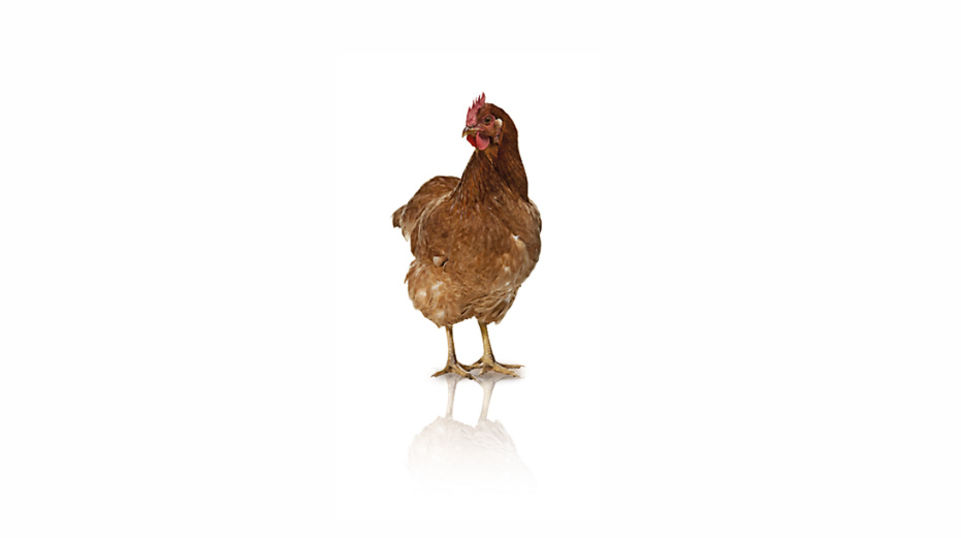 Mit MetAMINO® bekommen Hühner ein ausgewogenes Futter.