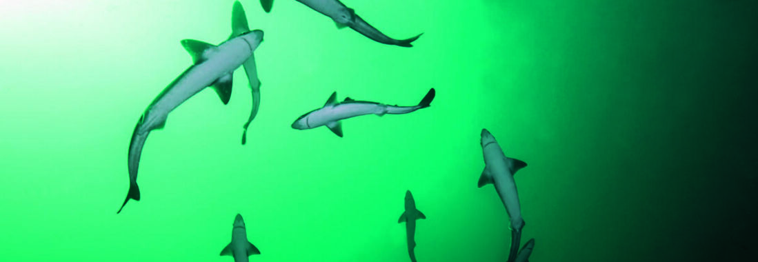 Begehrte Beute: Der Dornhai wird wegen seines Fleischs gefischt – und wegen der Inhaltsstoffe der Leber. Wie viele andere Haiarten steht er auf der Roten Liste gefährdeter Arten