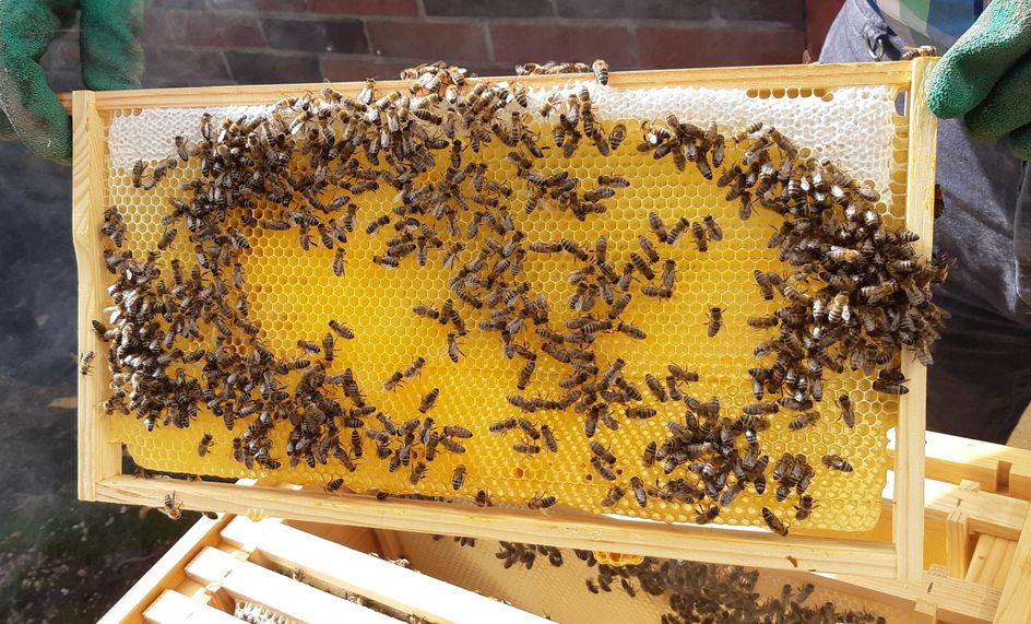 Schwarz-gelbes Gesumme: Bis zu 100.000 Bienen waren in Spitzenzeiten in einem Radius von bis zu 3 Kilometern ums Darmstädter Evonik-Werk fleißig am Sammeln für den leckeren Blütenhonig. Foto: Evonik