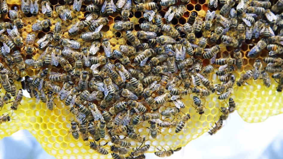 Derzeit leben rund 25.000 Bienen in den fünf Völkern. Wenn sich alles gut entwickelt, werden es im nächsten Jahr zehnmal so viele sein.