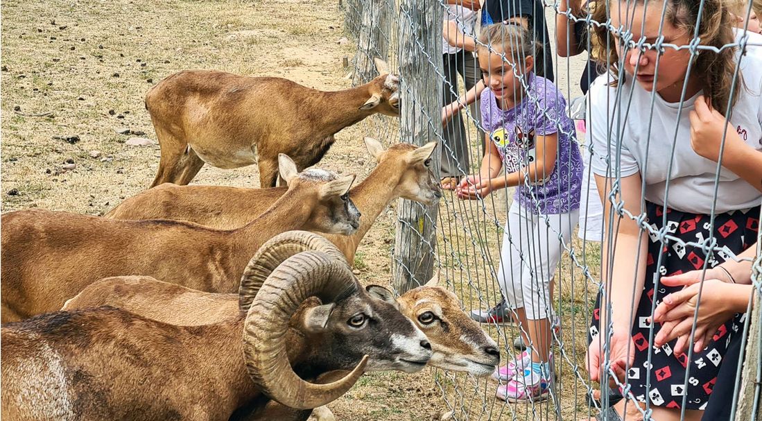 Besonders beliebt bei der Wildparkführung war der Streichelzoo - und die hungrigen Ziegen.