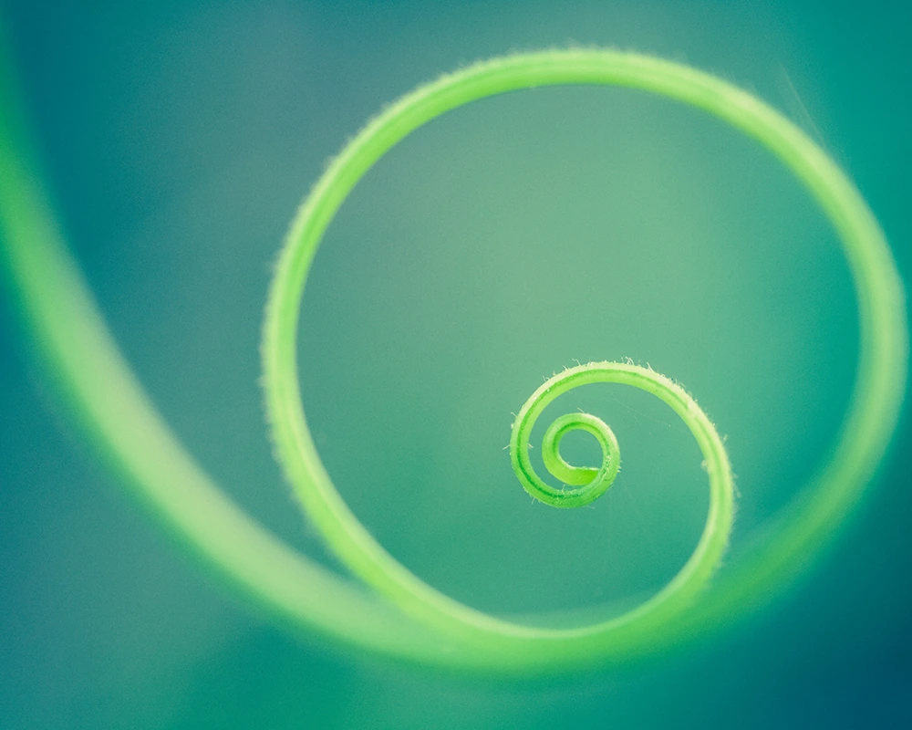 Nahaufnahme einer spiralförmigen Ranke vor grünem Hintergrund